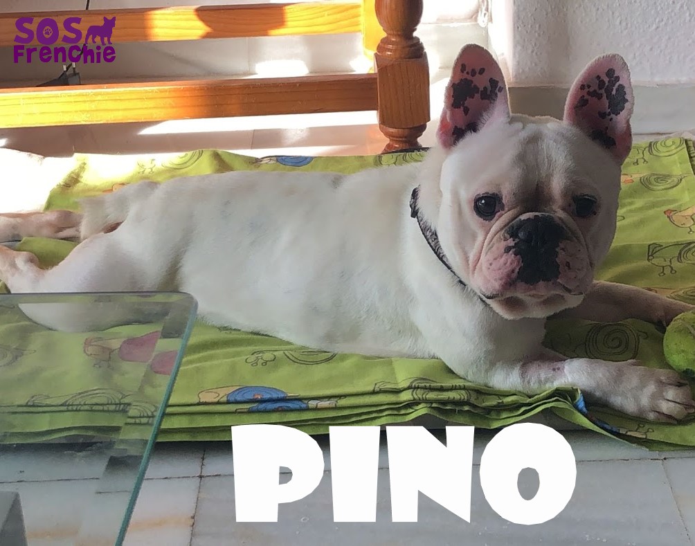 PINO.1